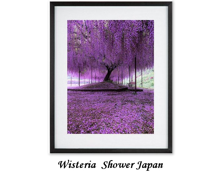 Wisteria Shower Japan